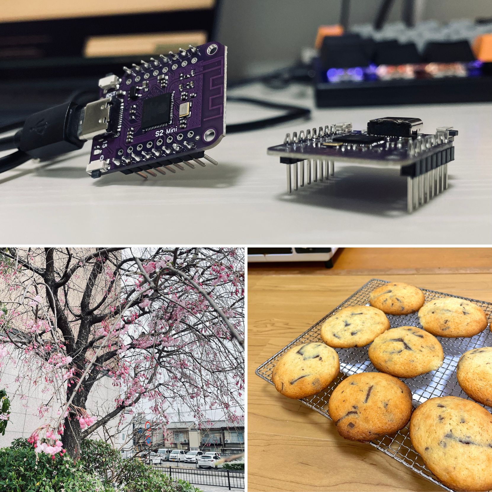 サクラ, ESP32S2, cookies